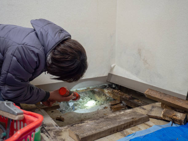 Best Mold Odor Removal Services  in Sardis City, AL