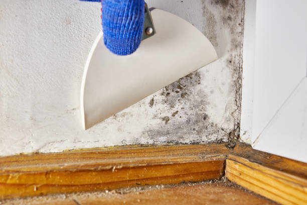 Biohazard Mold Removal in Sardis City, AL